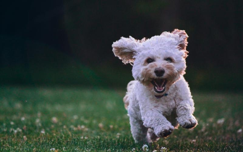 a dog running in a grassy area